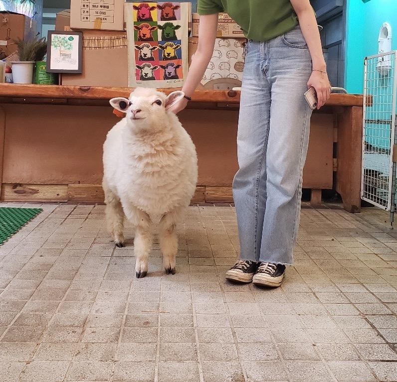 羊を撫でるカフェ来訪者とその羊の写真