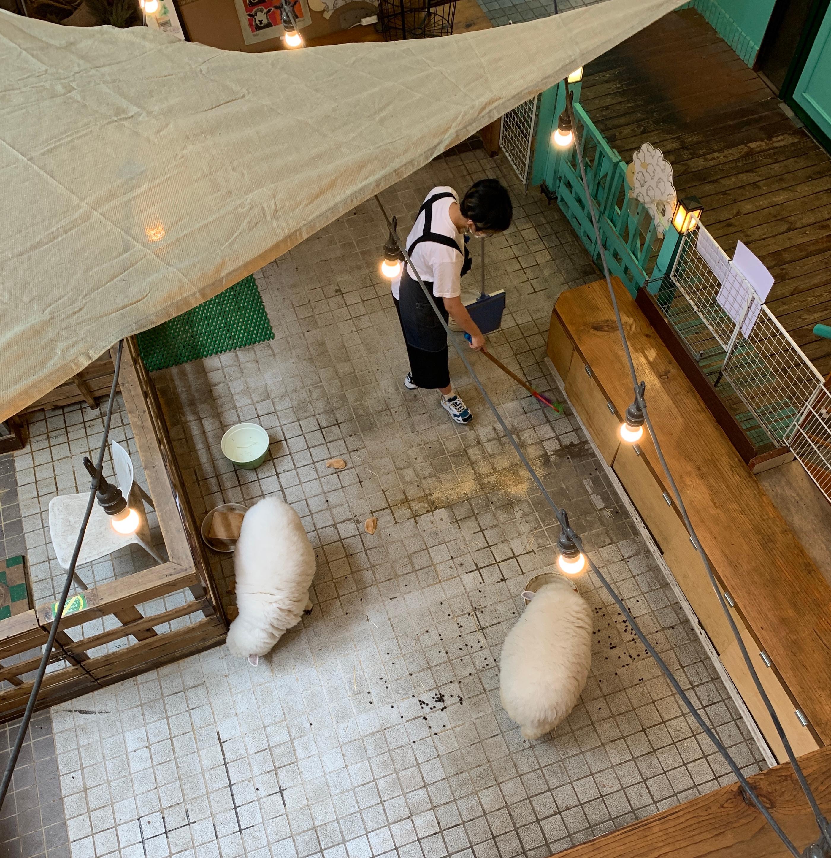 THANKS NATURE CAFE | An Animal Cafe In Hongdae Where You Can Meet Cute Lambs