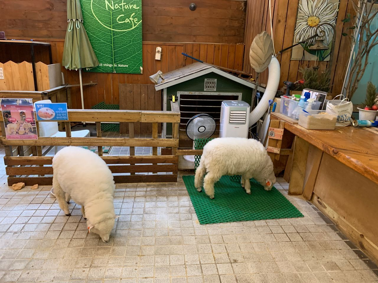 THANKS NATURE CAFE | An Animal Cafe In Hongdae Where You Can Meet Cute Lambs