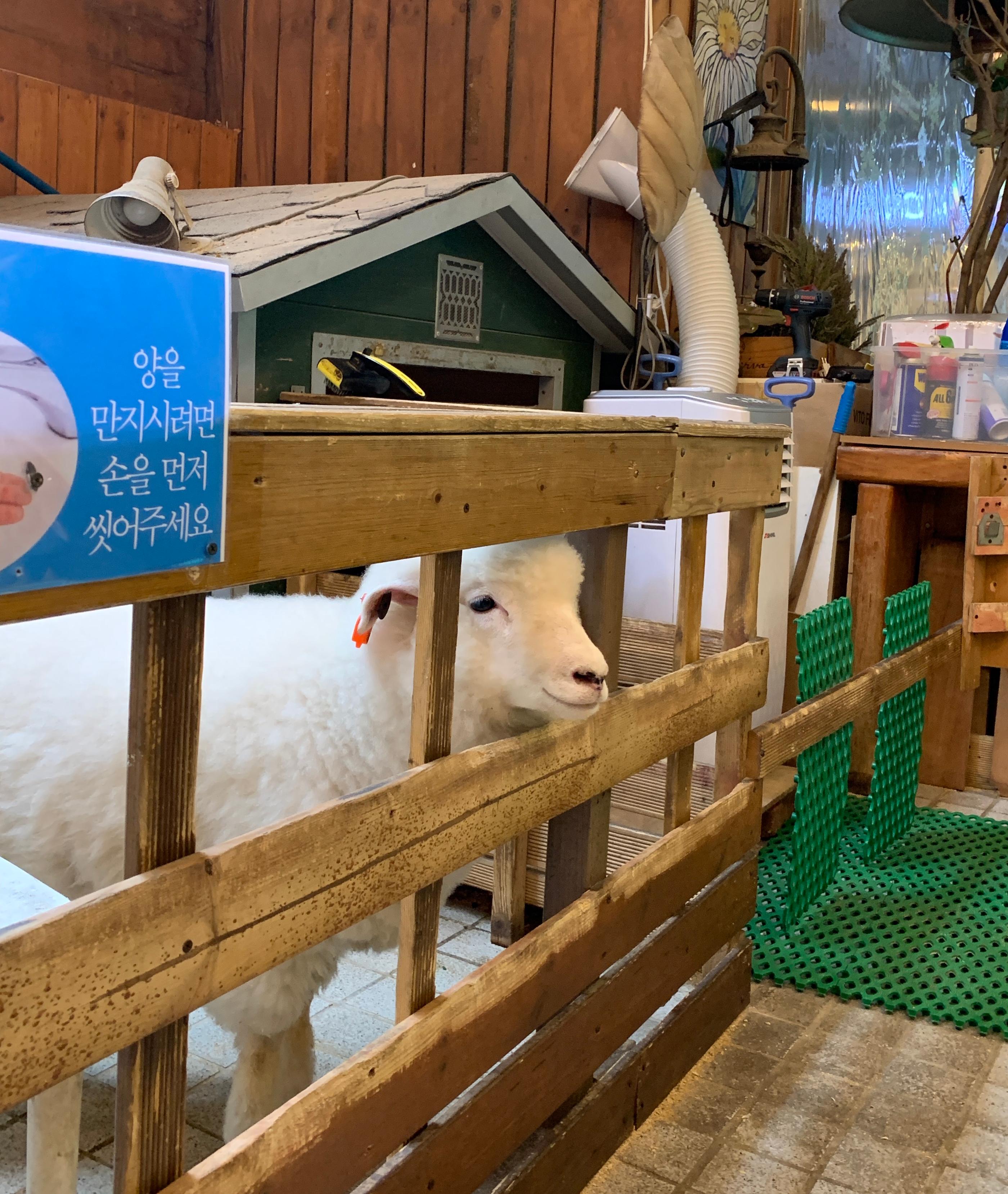 羊と遊んでいる店員、親しみやすい姿が印象的です