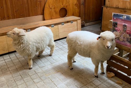  THANKS NATURE CAFE | An Animal Cafe In Hongdae Where You Can Meet Cute Lambs