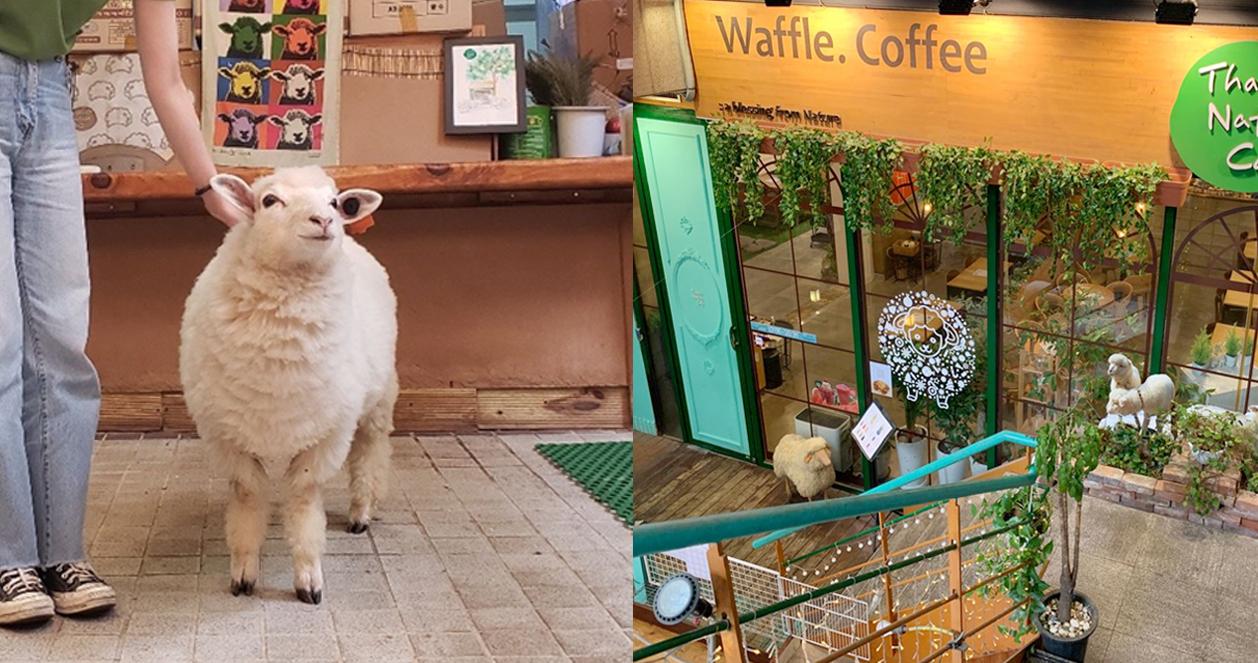 THANKS NATURE CAFE | Quán cafe cừu đáng yêu ngay giữa Hongdae 