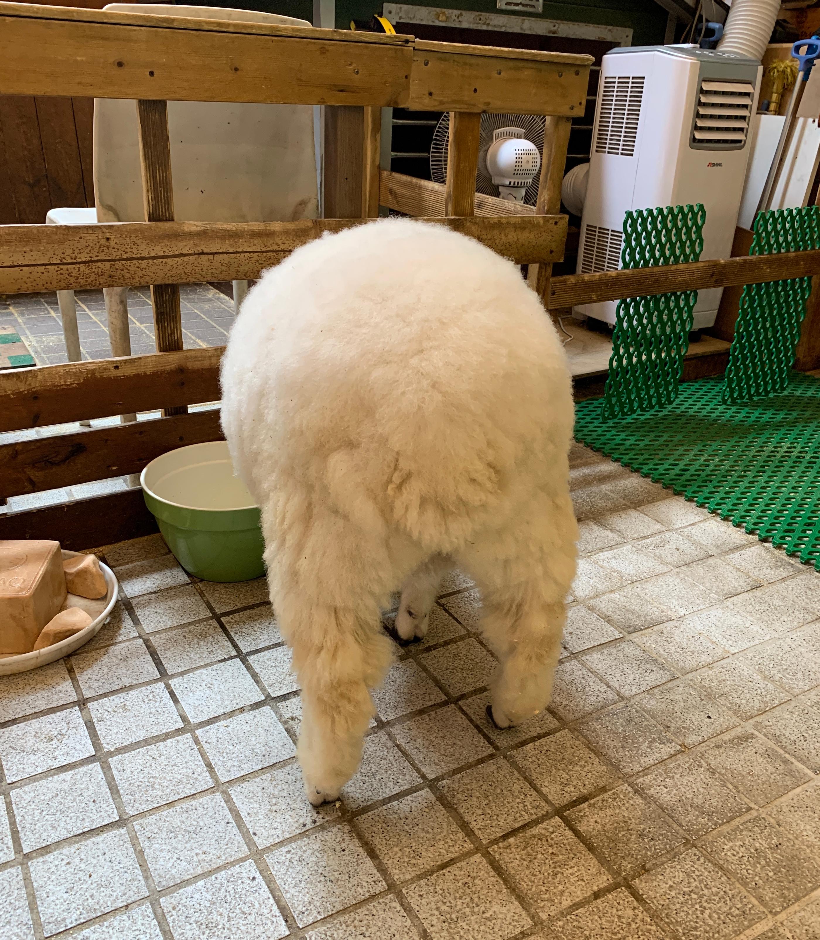 THANKS NATURE CAFE | An Animal Cafe In Hongdae Where You Can Meet Cute Lambs