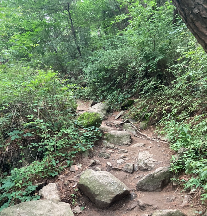 Complete Guide To Namsan! Must-Eats, Must-Drionks And Must-Dos | Creatrip Locals