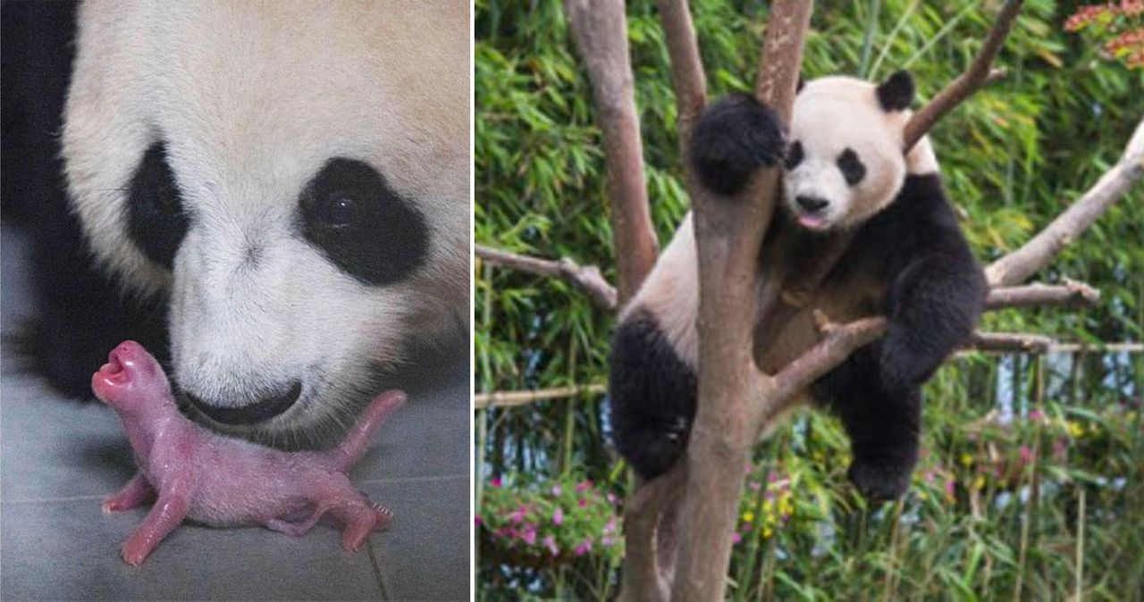 한국에서 태어난 첫 판다의 이미지. 새끼 판다는 핑크빛 털을 지니고 있으며, 판다 어미가 나무 위에 올라있습니다.