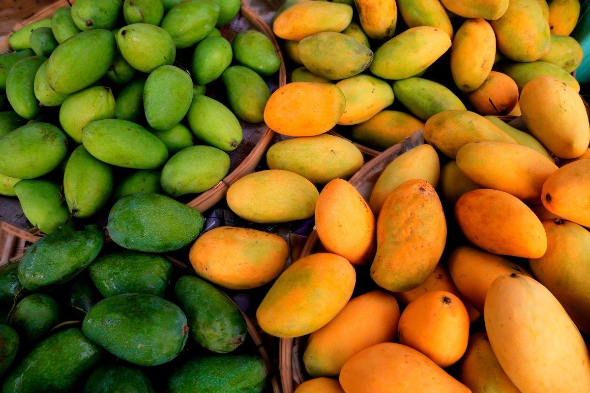 xoài xanh và xoài vàng