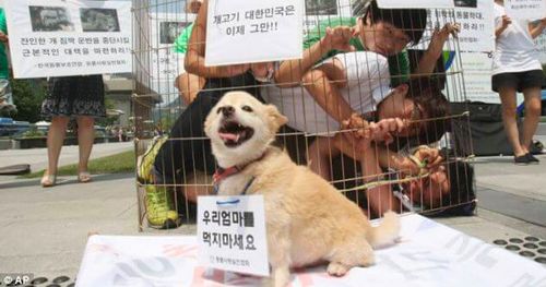 โบชินทัง(Bosintang)คืออีกหนึ่งเมนูอาหารเกาหลีที่มีส่วนผสมหละกคือเนื้อสุนัข! ถึงแม้ว่าเกาหลีใต้ประกาศให้การฆ่าสุนัขเพื่อทำเป็นอาหารถือเป็นสิ่งผิดกฏหมาย แต่การบริโภคเนื้อสุนัขยังสามารถทำได้!