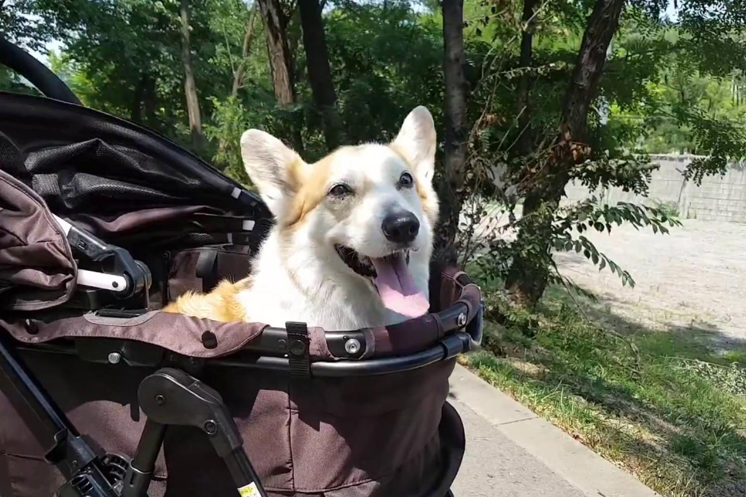 坐在嬰兒車裡的快樂小狗,享受户外活動的時光。