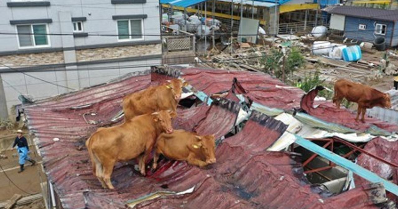 牛隻受困屋頂