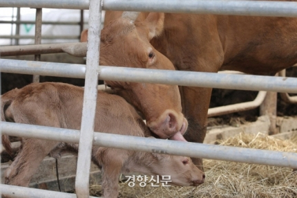 一隻母牛在飼養場中呵護著她的兩隻剛出生的小牛,這張照片展示了大自然災難後展現生命光輝的一面,特別是在動物尋求庇護和溫暖的時刻。