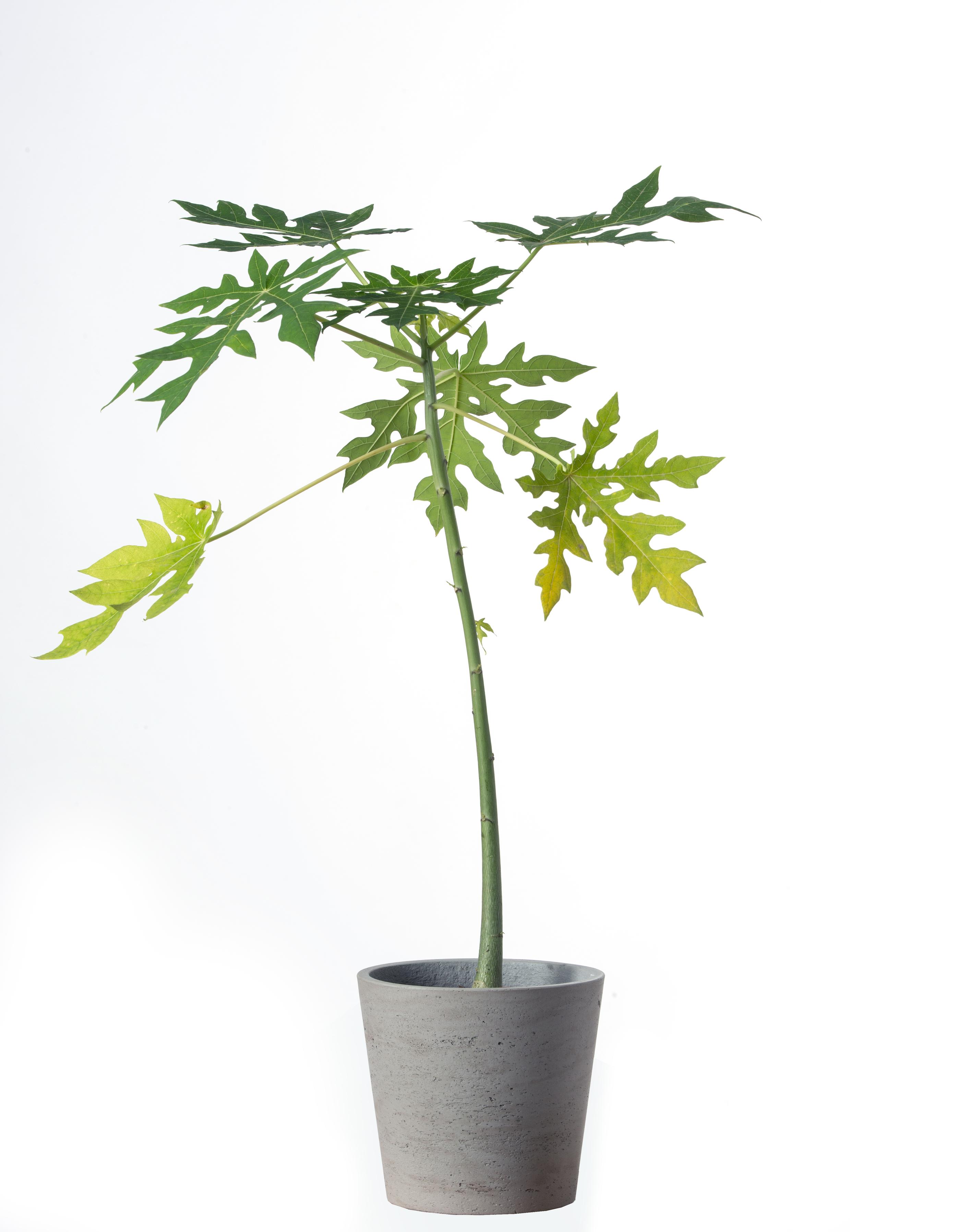 เทรนต้นไม้ในร่ม ฉบับมินิมอล แบบชาวเกาหลี