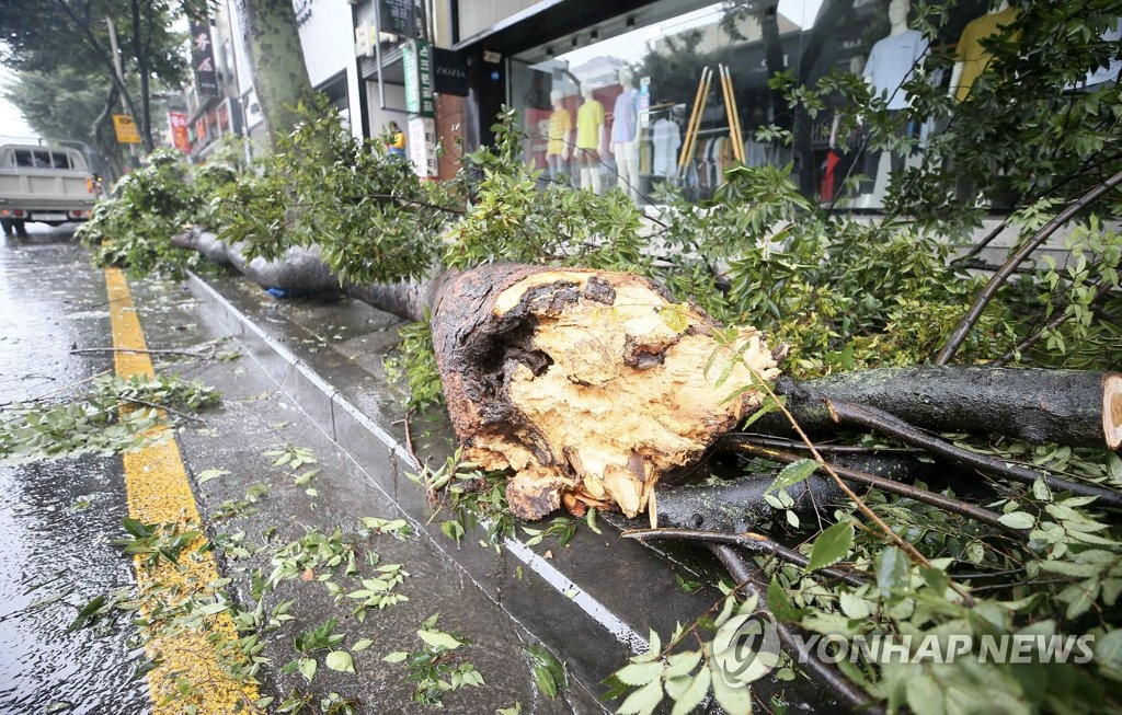 Typhoon Bavi Affects Jeju Island: Flights Cancelled, Boats Evacuated, Trees Break And More