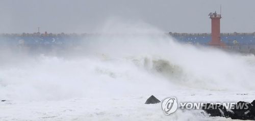 Typhoon Bavi Affects Jeju Island: Flights Cancelled, Boats Evacuated, Trees Break And More
