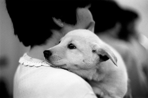 显示韩国街头被捡回和领养的宠物猫狗比例的图表，强调流浪猫咪领养的高比例现象。