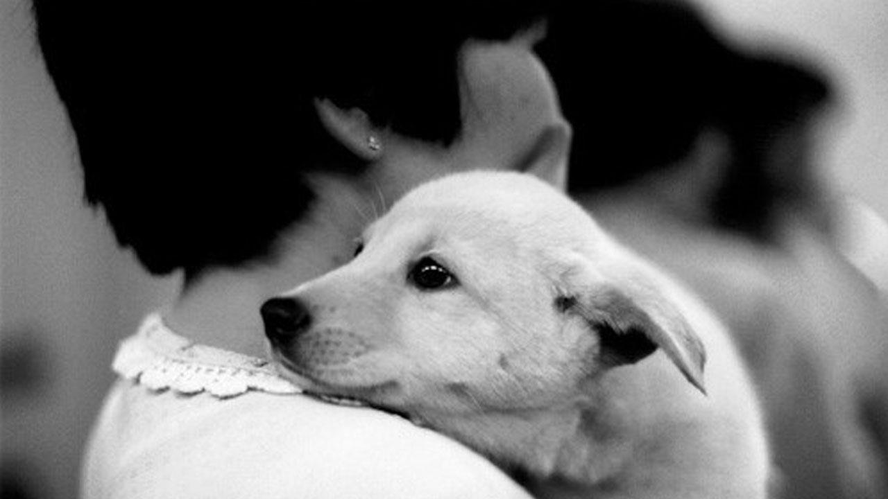 แคมเปญเพื่อลดจำนวนสัตว์ถูกทิ้งในเกาหลี