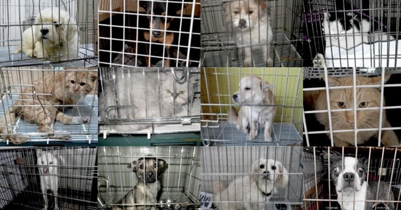 减少弃养动物活动