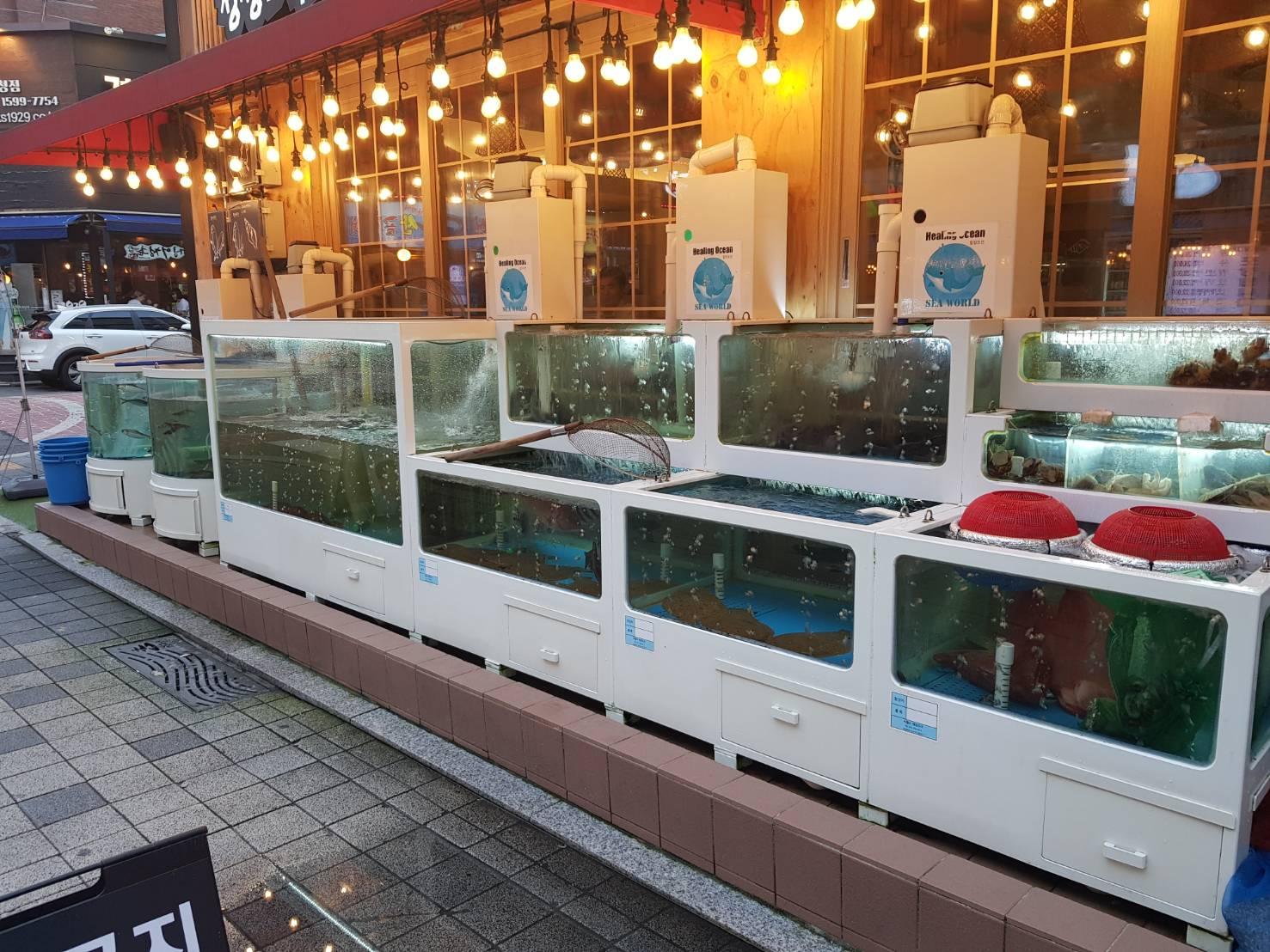 韓国の刺身、フェ、韓国の魚、韓国センソン、センソングイ