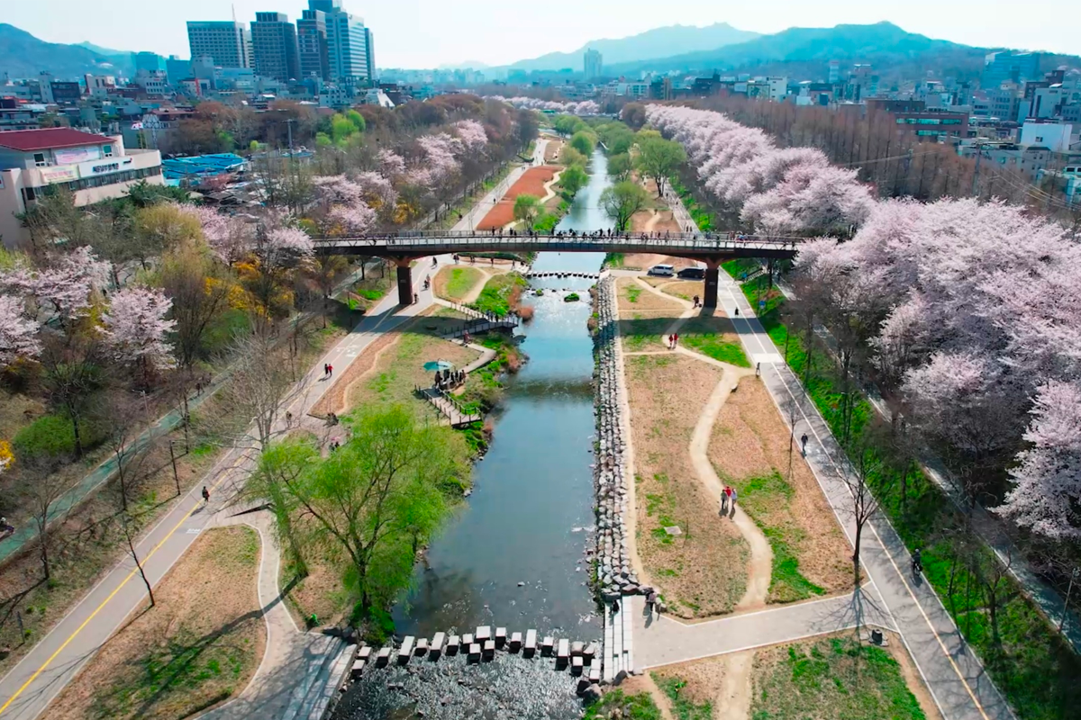 2025 韩国首尔赏樱景点 韩国首尔樱花 推荐