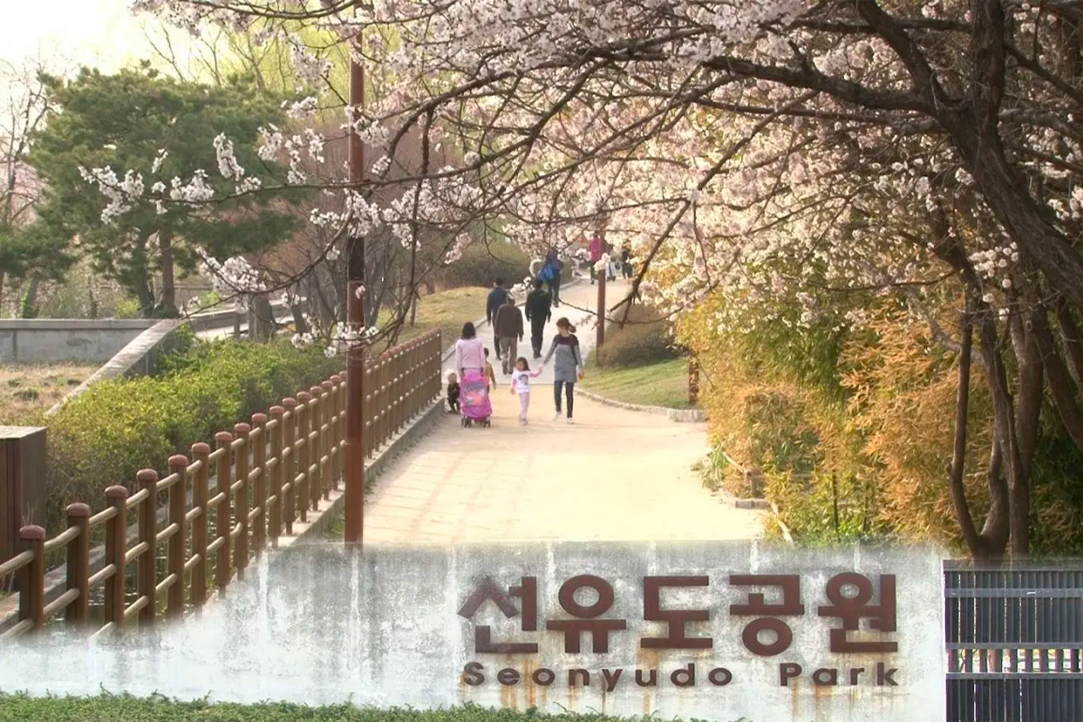 2025 韩国首尔赏樱景点 韩国首尔樱花 推荐