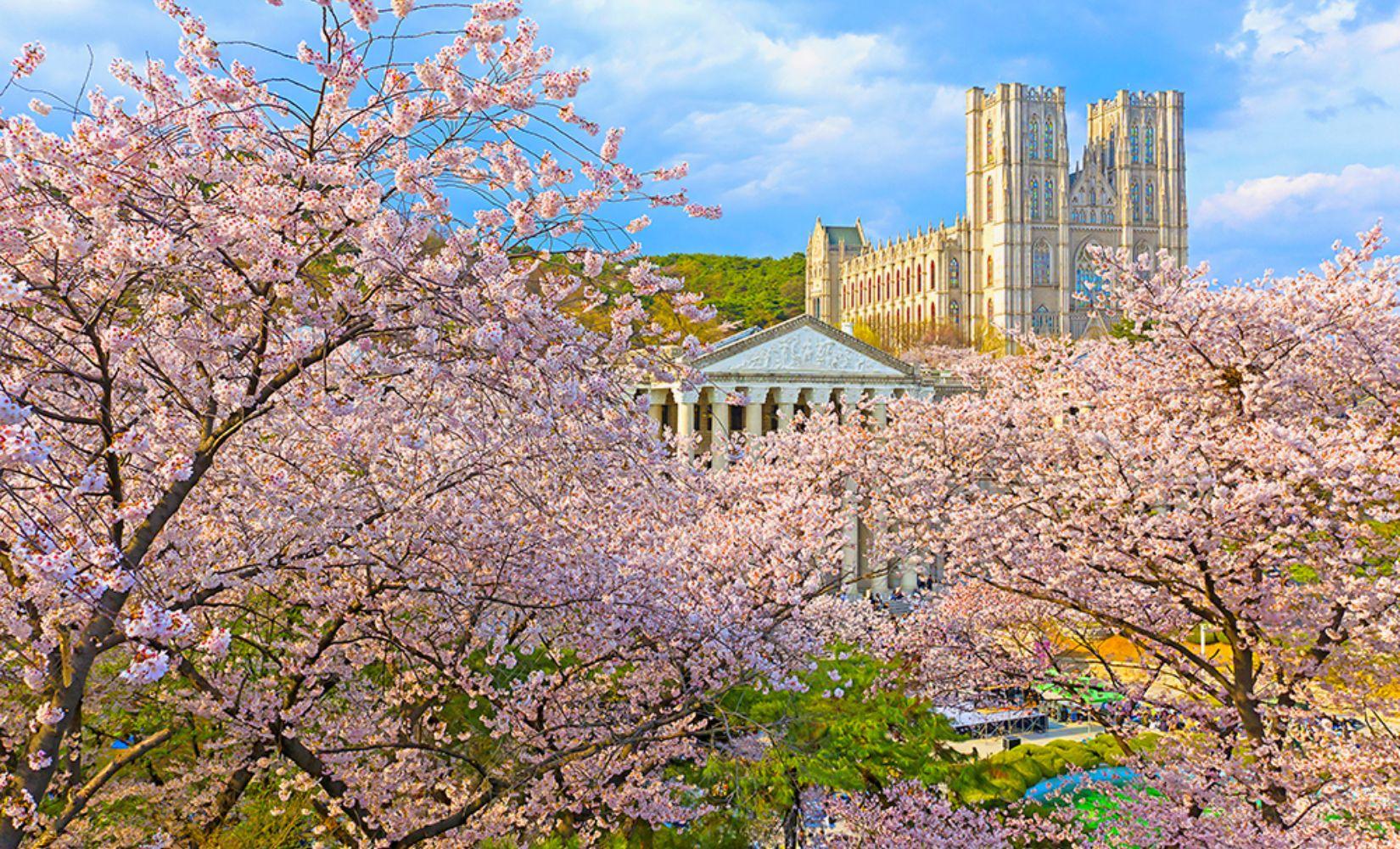 Các điểm ngắm hoa anh đào đẹp nhất ở Seoul 2023 bạn không nên bỏ lỡ