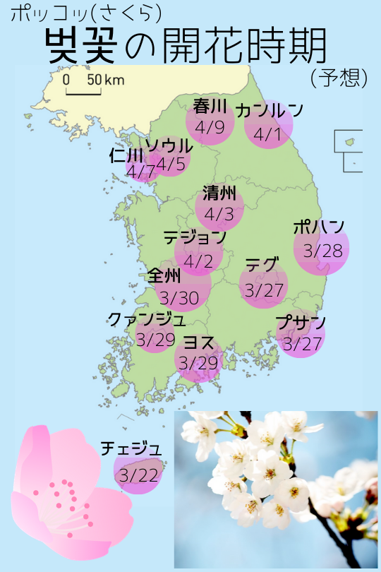 韓国の桜シーズン予測マップ。各都市の桜の開花予定日が示され、チェジュ島が最も早い3月22日、ソウルが4月7日となっている。背景に桜の花が咲き誇るイメージが添えられている。