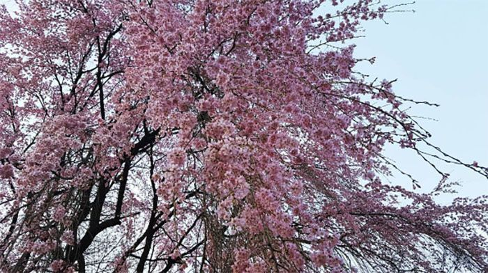 2025韓国桜開花予想、韓国お花見。ソウルお花見、韓国お花見おススメ、ソウル桜の名所、明洞桜、ヨイド桜、ソウルタワー桜、キョンヒ大学桜、ヨンセ路桜