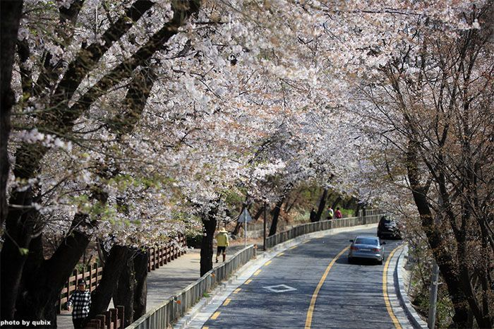 2025 韩国首尔赏樱景点 韩国首尔樱花 推荐