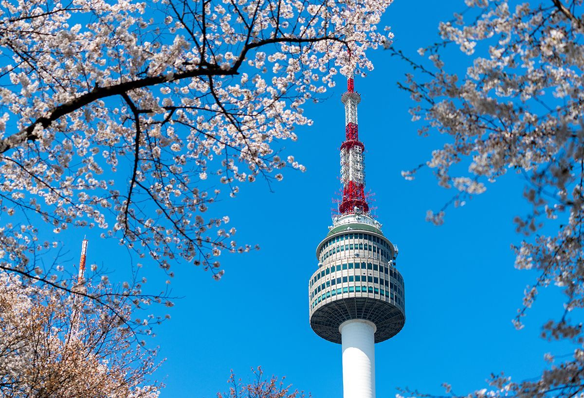 2025韓国桜開花予想、韓国お花見。ソウルお花見、韓国お花見おススメ、ソウル桜の名所、明洞桜、ヨイド桜、ソウルタワー桜、キョンヒ大学桜、ヨンセ路桜