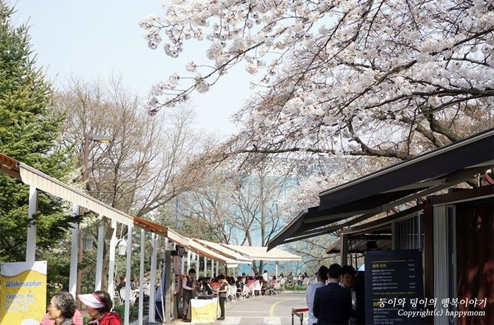 2025韓国桜開花予想、韓国お花見。ソウルお花見、韓国お花見おススメ、ソウル桜の名所、明洞桜、ヨイド桜、ソウルタワー桜、キョンヒ大学桜、ヨンセ路桜
