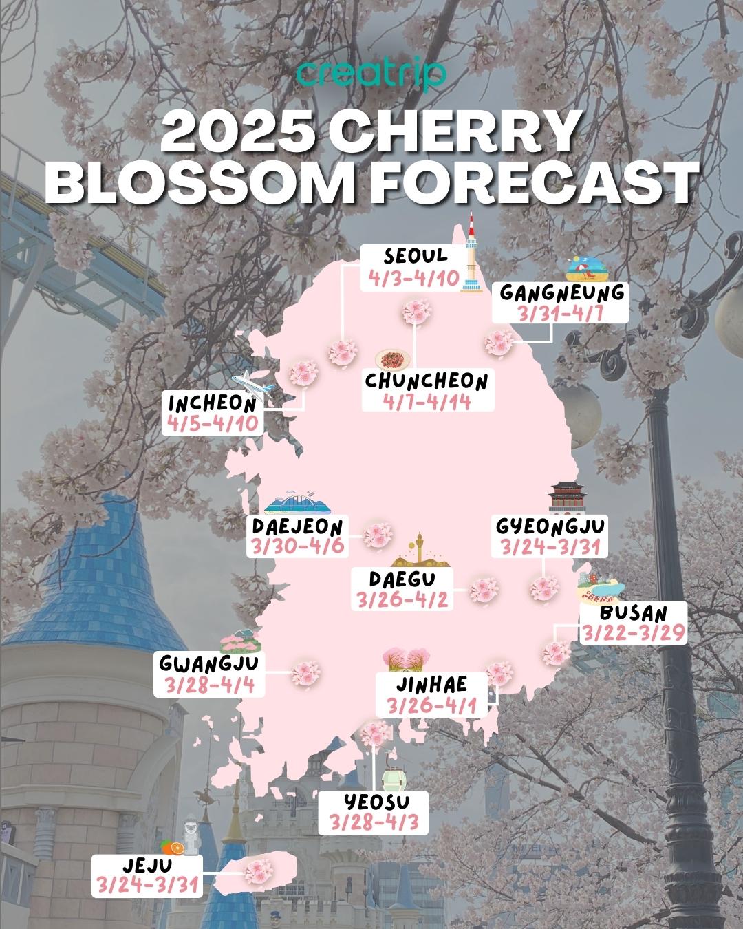 2025 Cherry Blossom Forecast in Korea showing blooming dates across various cities with cherry blossoms in the background.