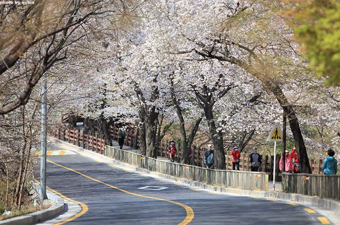 2025韓国桜開花予想、韓国お花見。ソウルお花見、韓国お花見おススメ、ソウル桜の名所、明洞桜、ヨイド桜、ソウルタワー桜、キョンヒ大学桜、ヨンセ路桜