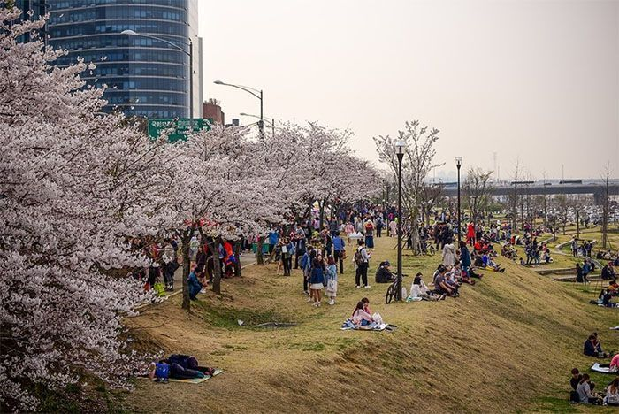 2025韓国桜開花予想、韓国お花見。ソウルお花見、韓国お花見おススメ、ソウル桜の名所、明洞桜、ヨイド桜、ソウルタワー桜、キョンヒ大学桜、ヨンセ路桜
