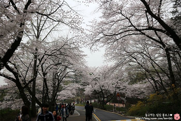 2025韓国桜開花予想、韓国お花見。ソウルお花見、韓国お花見おススメ、ソウル桜の名所、明洞桜、ヨイド桜、ソウルタワー桜、キョンヒ大学桜、ヨンセ路桜