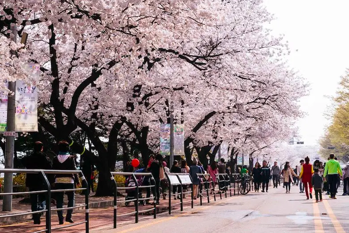 2025 韓國首爾賞櫻景點 韓國首爾櫻花 推薦