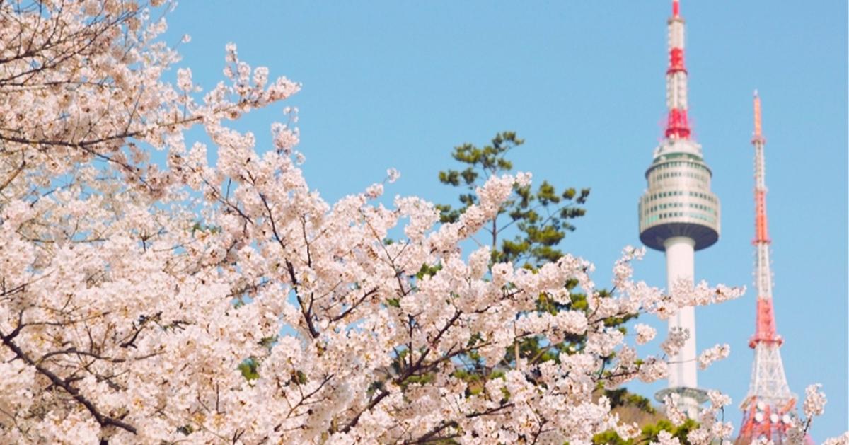 Lugares de visita obligatoria para los cerezos en flor en Seúl
