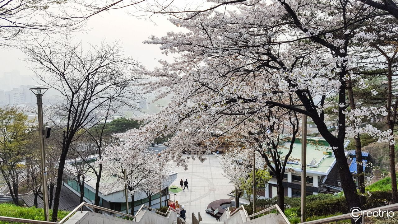 2025韓国桜開花予想、韓国お花見。ソウルお花見、韓国お花見おススメ、ソウル桜の名所、明洞桜、ヨイド桜、ソウルタワー桜、キョンヒ大学桜、ヨンセ路桜