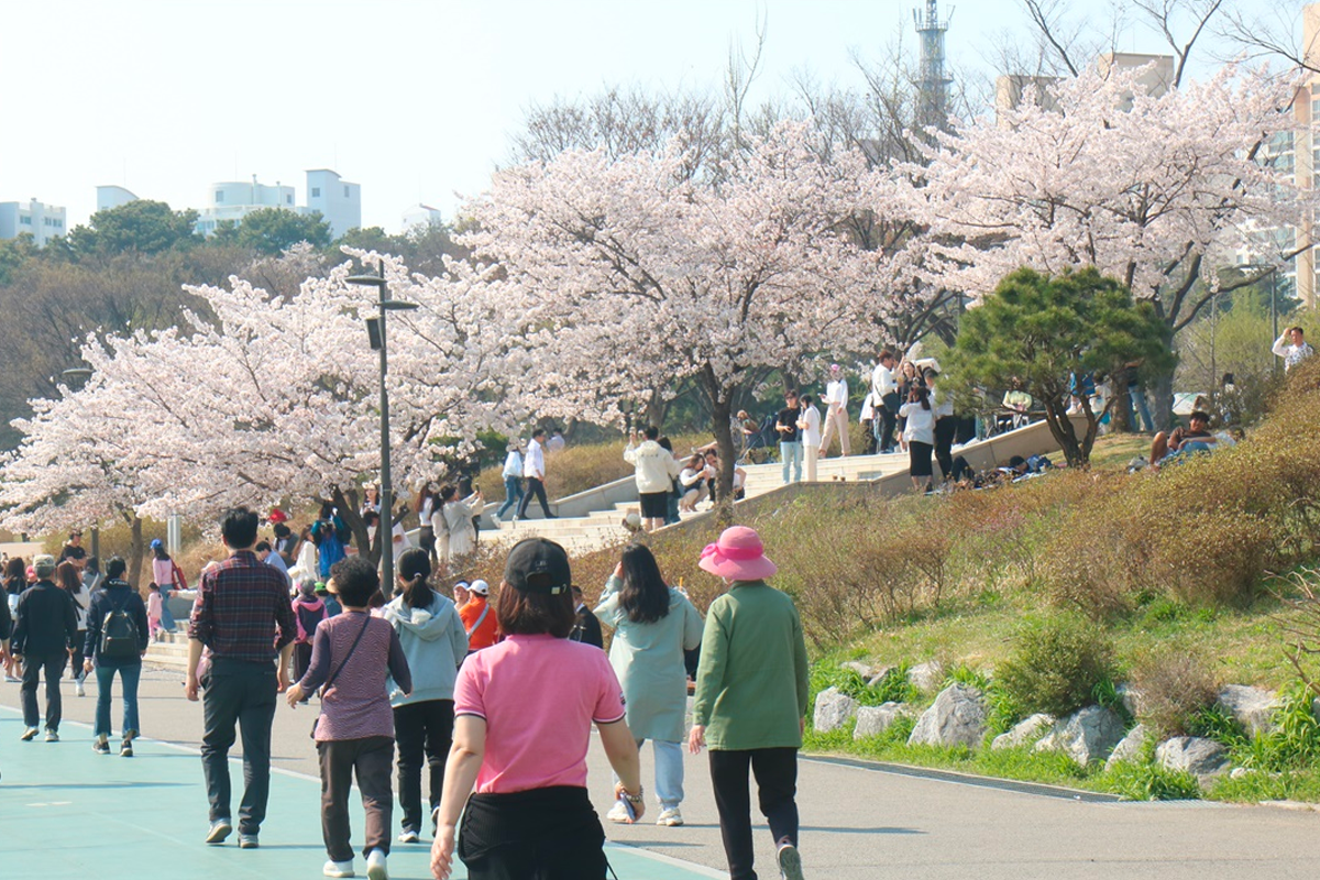 2025 韩国首尔赏樱景点 韩国首尔樱花 推荐