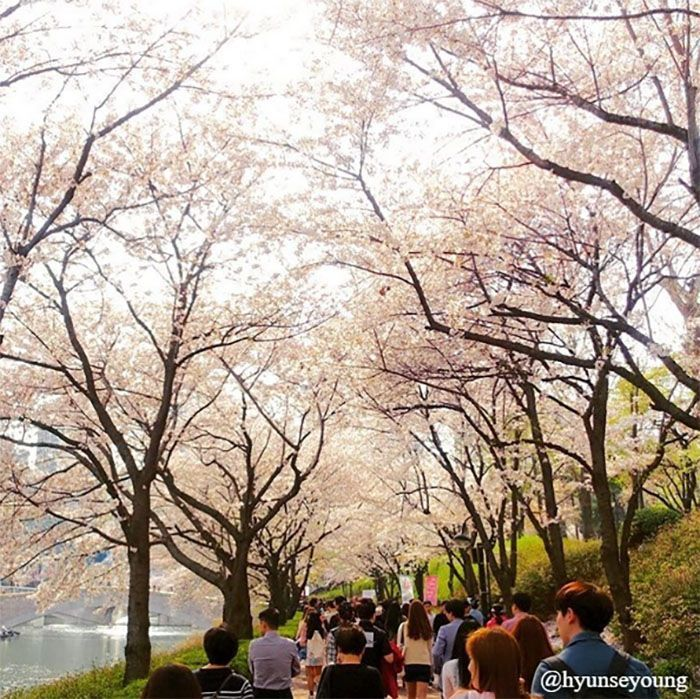 2025韓国桜開花予想、韓国お花見。ソウルお花見、韓国お花見おススメ、ソウル桜の名所、明洞桜、ヨイド桜、ソウルタワー桜、キョンヒ大学桜、ヨンセ路桜