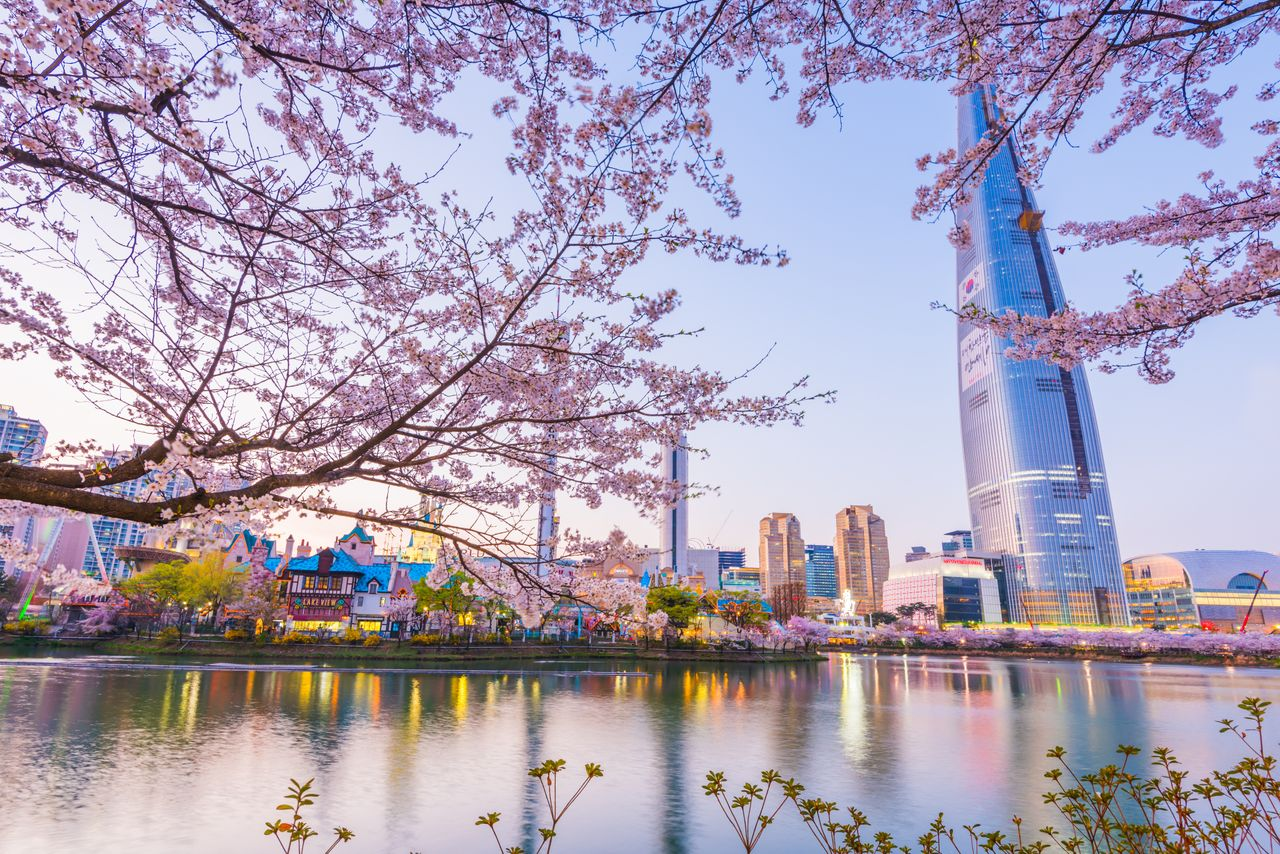 2025韓国桜開花予想、韓国お花見。ソウルお花見、韓国お花見おススメ、ソウル桜の名所、明洞桜、ヨイド桜、ソウルタワー桜、キョンヒ大学桜、ヨンセ路桜