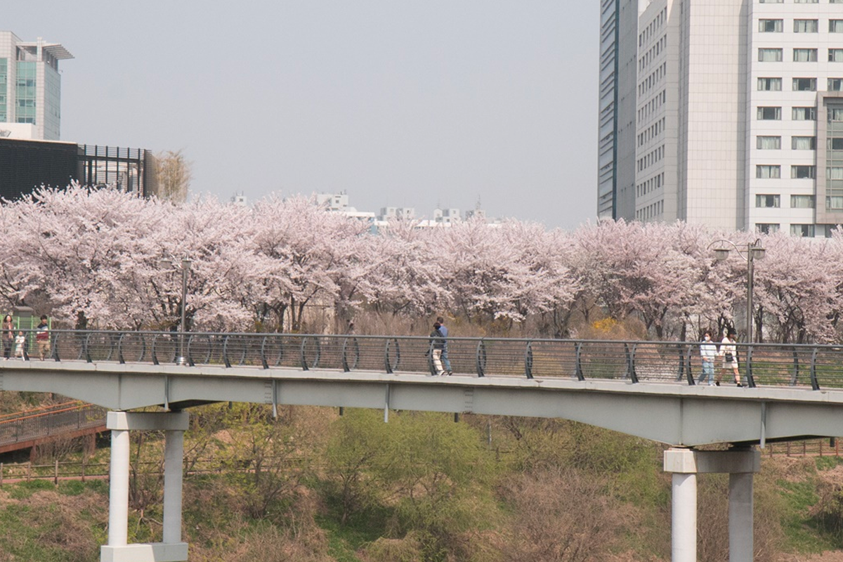 2025 韩国首尔赏樱景点 韩国首尔樱花 推荐