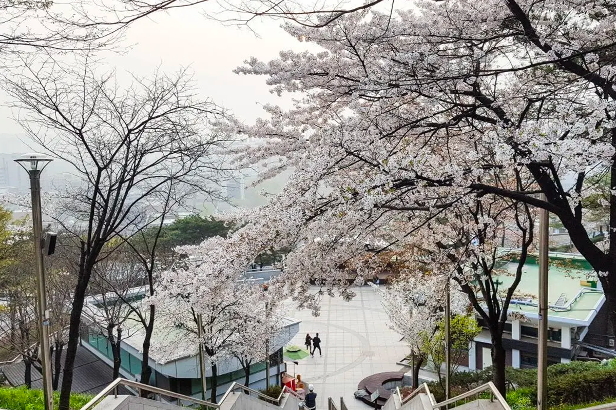 2025 韩国首尔赏樱景点 韩国首尔樱花 推荐