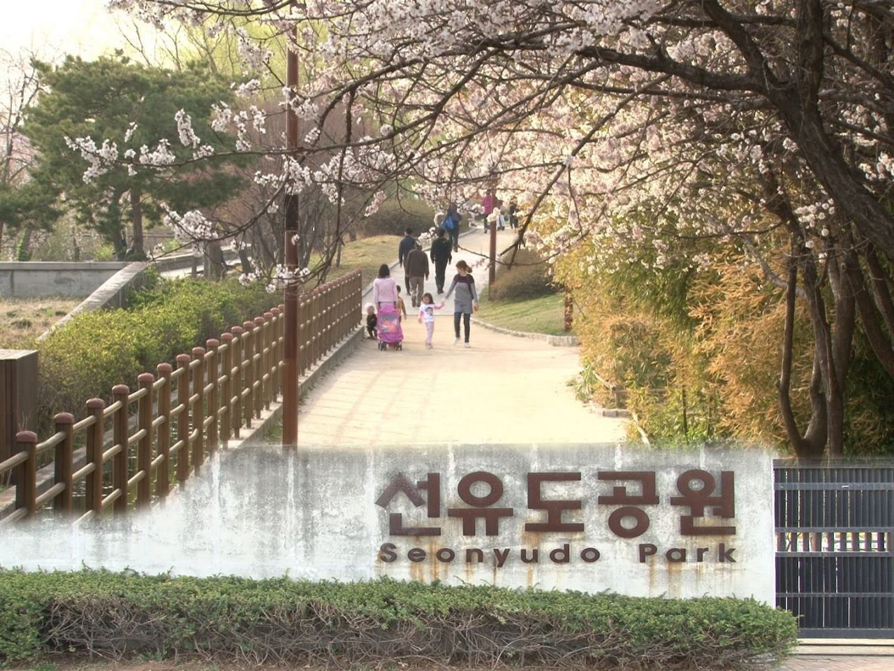 2025韓国桜開花予想、韓国お花見。ソウルお花見、韓国お花見おススメ、ソウル桜の名所、明洞桜、ヨイド桜、ソウルタワー桜、キョンヒ大学桜、ヨンセ路桜