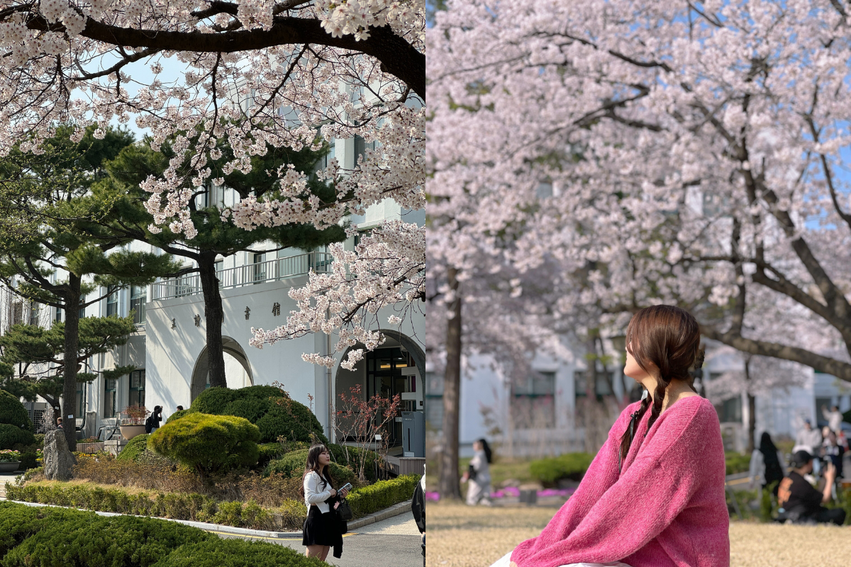 The idyllic scenery of Jeongdok Public Library surrounded by cherry blossoms in Seoul's historic Bukchon Hanok Village.