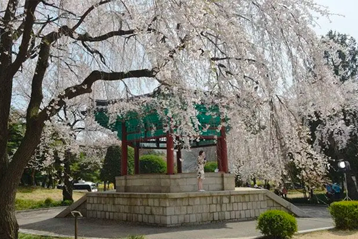 2025 韩国首尔赏樱景点 韩国首尔樱花 推荐