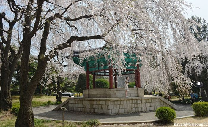 2025韓国桜開花予想、韓国お花見。ソウルお花見、韓国お花見おススメ、ソウル桜の名所、明洞桜、ヨイド桜、ソウルタワー桜、キョンヒ大学桜、ヨンセ路桜