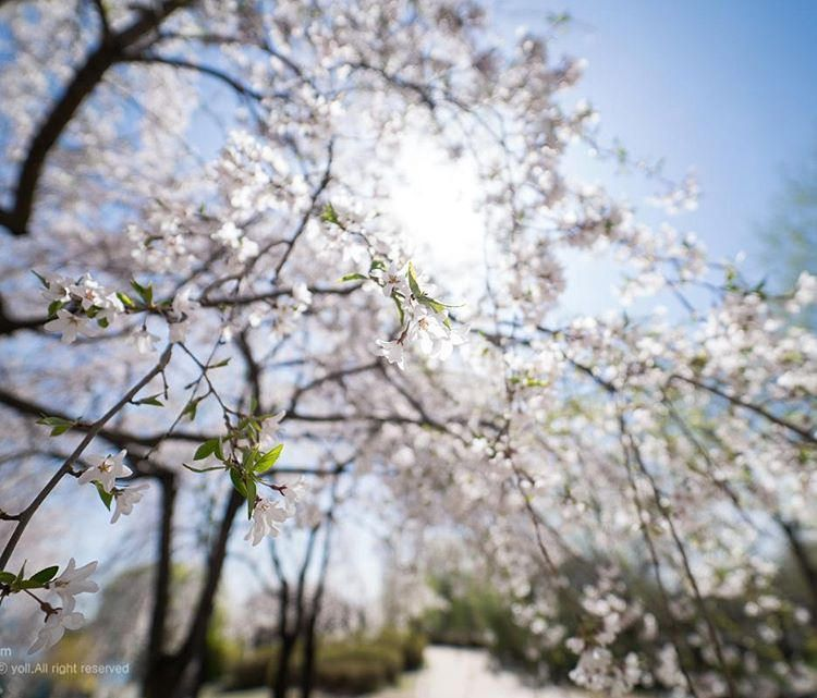 2025韓国桜開花予想、韓国お花見。ソウルお花見、韓国お花見おススメ、ソウル桜の名所、明洞桜、ヨイド桜、ソウルタワー桜、キョンヒ大学桜、ヨンセ路桜