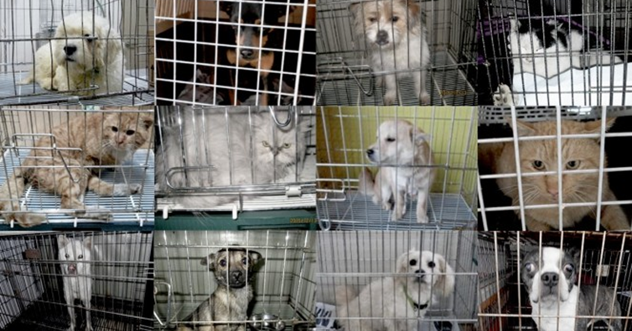 คิมฮยอนจุงเข้าช่วยเหลือเชฟที่หน้ามืดเป็นลม ความดีในการช่วยชีวิตของเขาได้ปรากฏต่อสาธารณชน