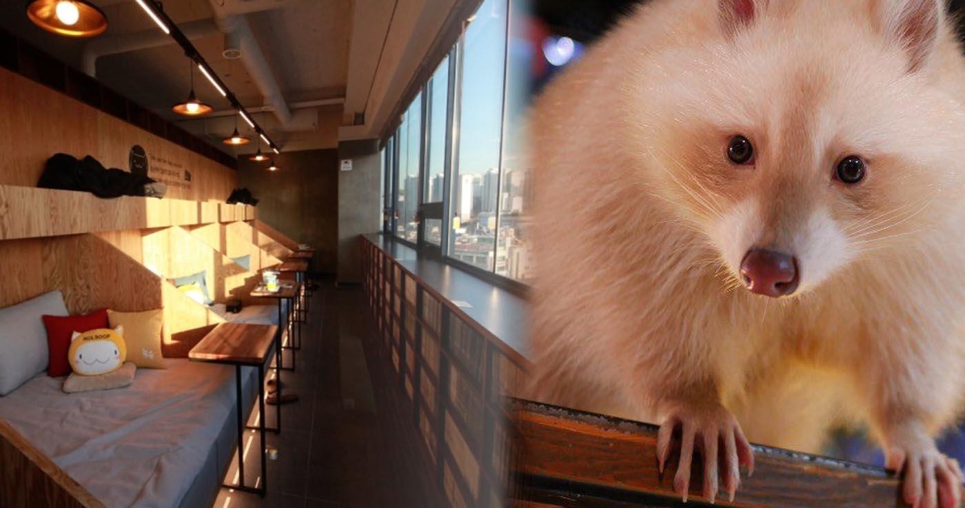 Arten einzigartiger Cafés, die Sie in Korea finden