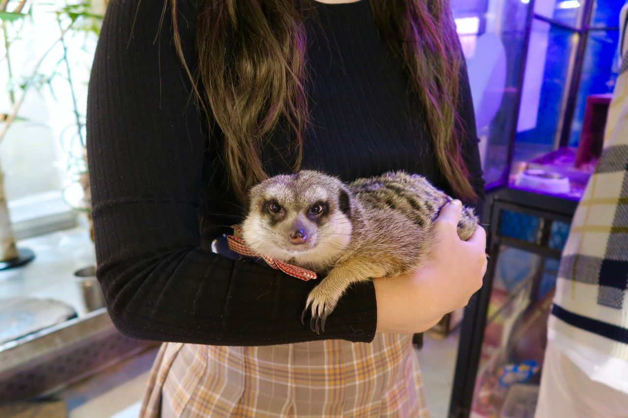 Different Types Of Cafes In Korea| What Are The Different Cafe Types Available In Korea? Nap Cafe? Animal Cafe?