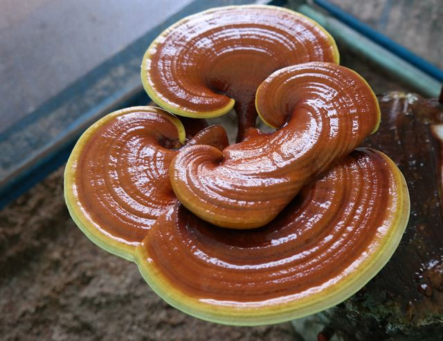 Sự thật về 4 loại THẦn DƯỢC Hàn Quốc mà người Việt luôn săn đón 